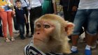Прокуратура Анапы отобрала обезьян у пляжных фотографов
