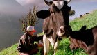Россельхознадзор задумался о поставках молочной продукции из Эквадора