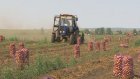 Пензенские сельхозпроизводители не стали повышать цены на картофель