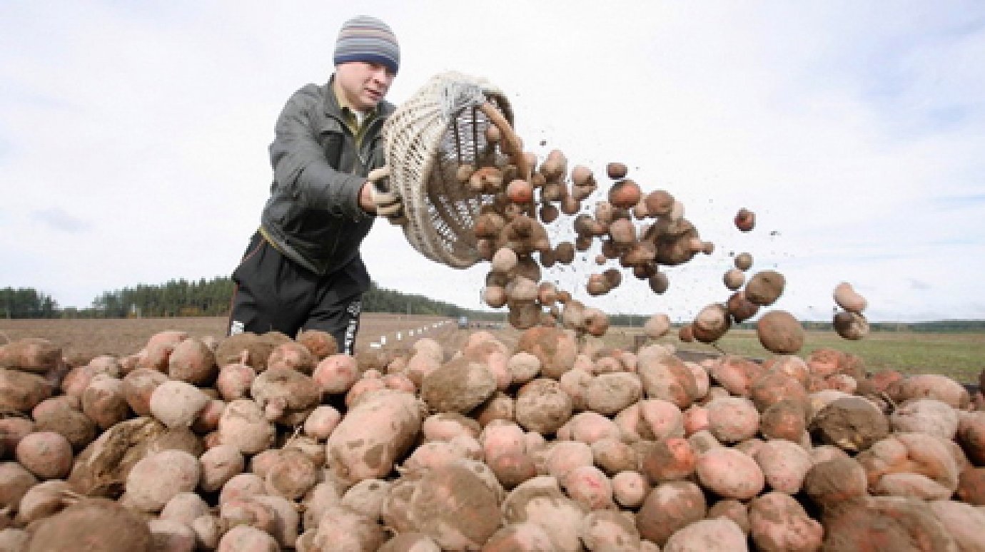 В Пензенской области убрано 550 тыс. тонн картофеля