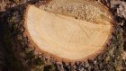 В Шемышейском районе браконьеры срубили 22 дерева