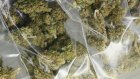 В Заречном у подозреваемого в краже нашли 400 г марихуаны