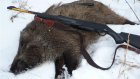 В Вадинском районе браконьеры застрелили самку кабана