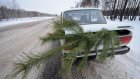 Житель Камешкирского района признался в вырубке трех сосен