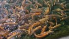 Пензенские рыбоводы изучат самарский опыт разведения форели