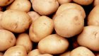 Двое жителей Наровчата подозреваются в краже 15 ведер картофеля