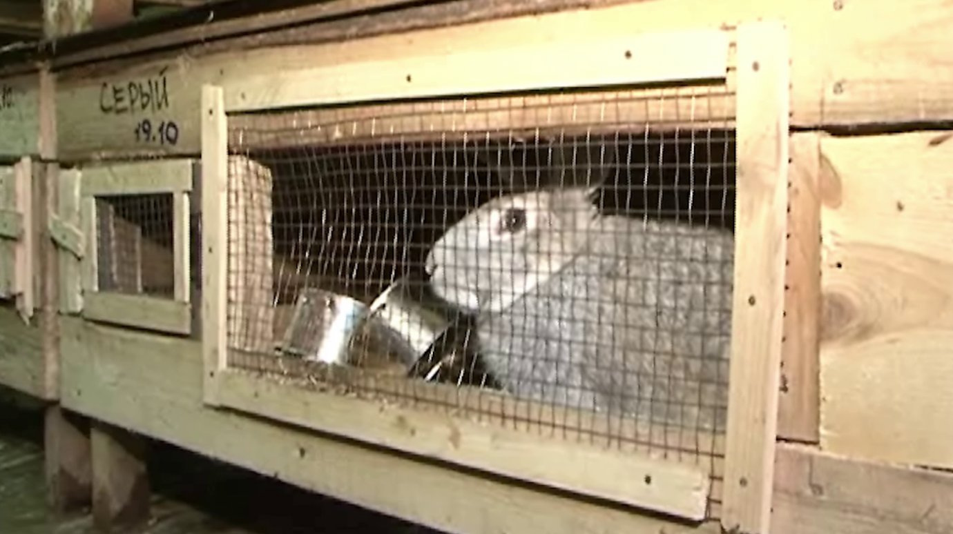 Пензенским фермерам выделят гранты на разведение кроликов