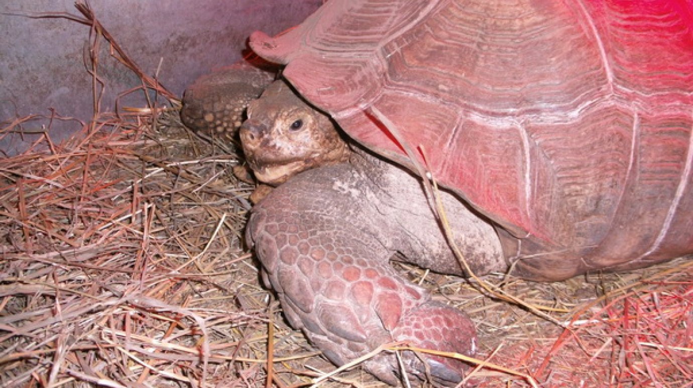 В зоопарке ожидается прибавление в семье шпороносных черепах