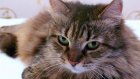 В Пензе 1 марта отметят Всемирный день кошек