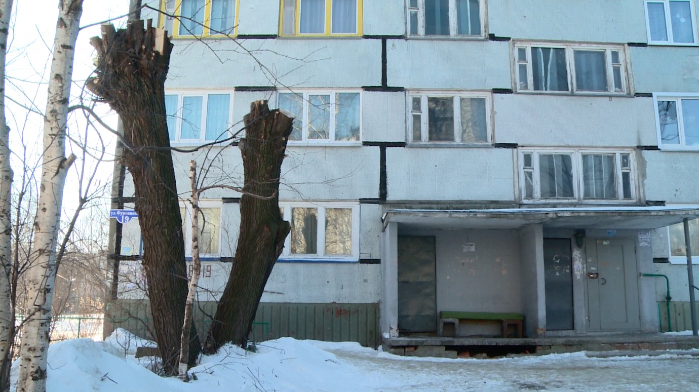 Пензенцам на ул. Фурманова мешает дерево под окном дома № 19