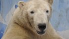 В Пензенском зоопарке пройдет показательное кормление белого медведя