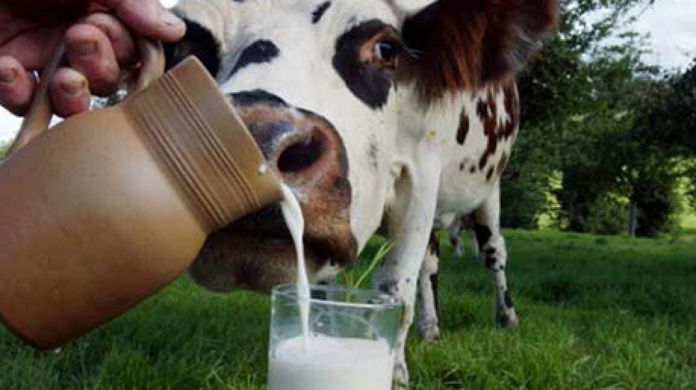Пензенские переработчики молока рассказали о проблемах  губернатору