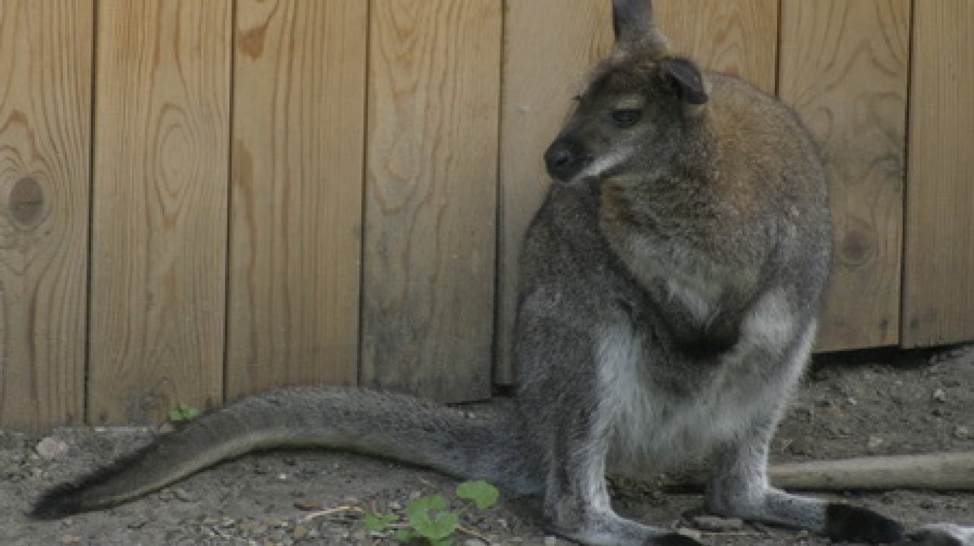 У самки кенгуру в зоопарке родился не один, а два малыша