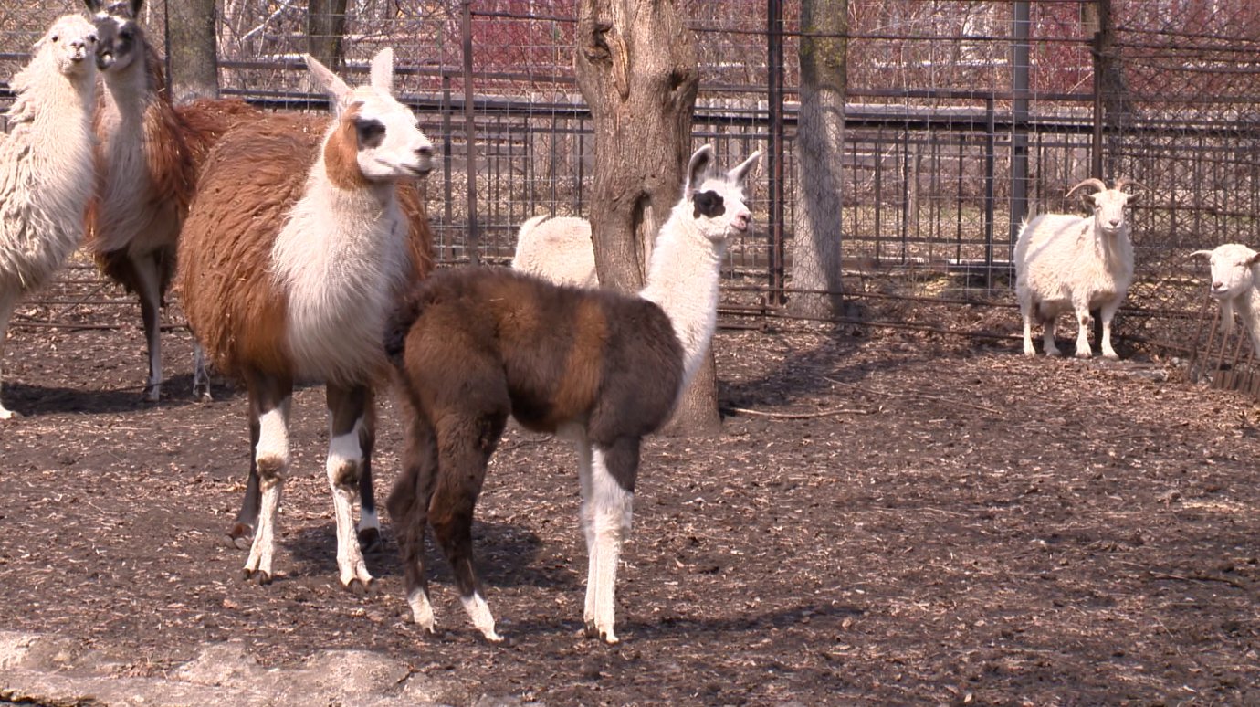 Детенышу ламы в Пензенском зоопарке дали имя Томаш