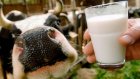 В Пензенской области выросло производство молока и мяса
