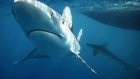 На Гавайях пенсионерка стала жертвой акулы