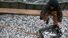 Российские власти усилили контроль за рыболовством в открытом море