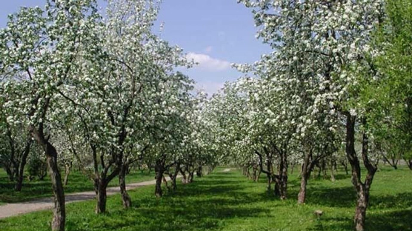 В Пензенской области к 70-летию Победы высадили 50 тыс. плодовых деревьев