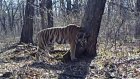 Путинская тигрица приступила к поискам жениха