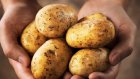 30 мая вместе с перуанцами отметим День картофеля