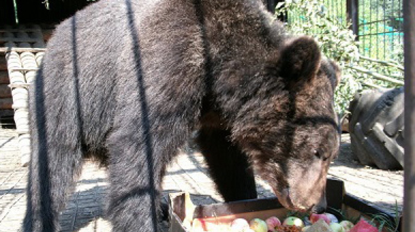 В зоопарке будет проводиться показательное кормление бурых медвежат