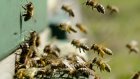 Пчелы атаковали авиалайнер во Внуково