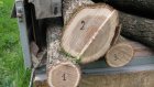 В Башмаковском районе браконьеры срубили дубы на миллион рублей