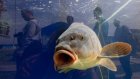 В Бразилии 10 тысяч рыб погибли в ожидании переселения в новый аквариум