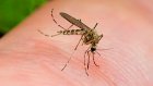 Биологи выяснили подробности охотничьей стратегии комаров