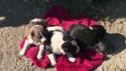 Три очаровательных щенка с улицы Старо-Черкасской ищут хозяев