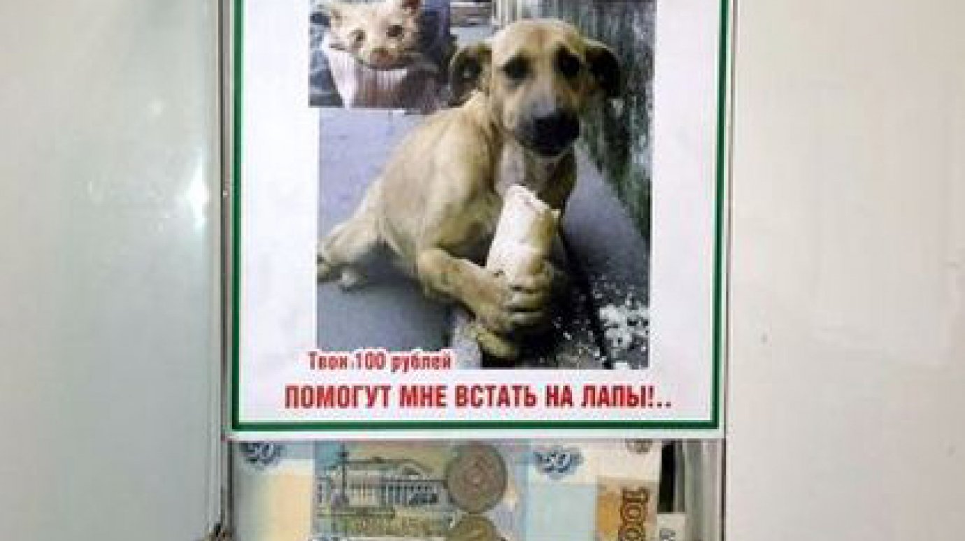 Зареченцы пожертвовали на помощь бездомным животным 25 000 рублей