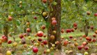 Яблоневые сады в Спасском районе привлекают воров из Мордовии