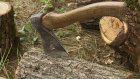 Работник Кададинского лесничества незаконно срубил 38 сосен