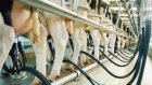Пензенская область лидирует в ПФО по производству мяса и надоям молока