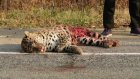 В Приморье автомобилист насмерть сбил краснокнижного леопарда