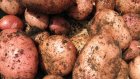 В области выращен рекордный за последние 25 лет урожай картофеля