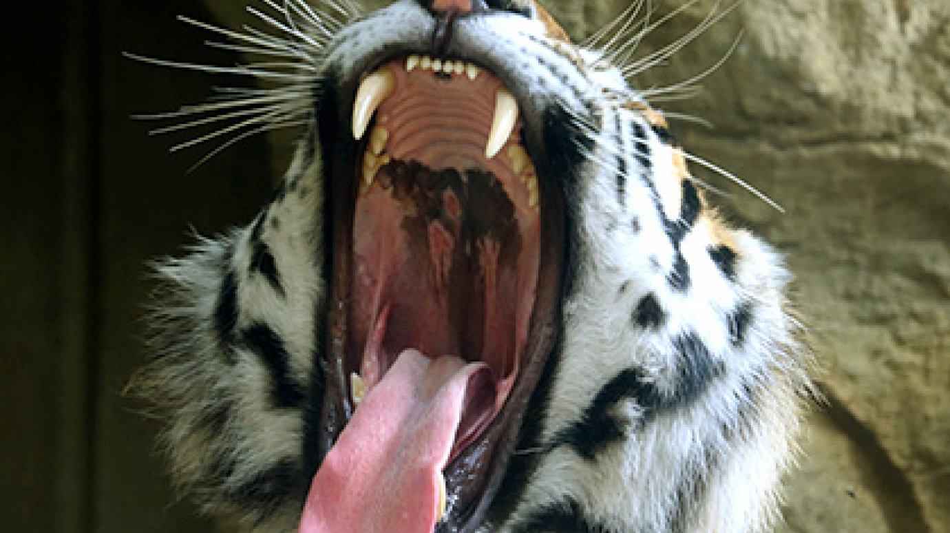 В доме у жителя Находки найдены кости амурских тигров в стеклянных банках