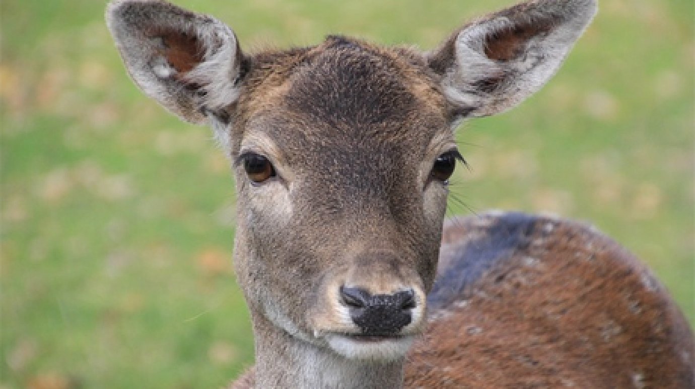 В Пензенской области утвердили квоты на убийство лосей, косуль и оленей