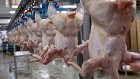 Россельхознадзор запретил поставки мяса птиц с турецкого предприятия