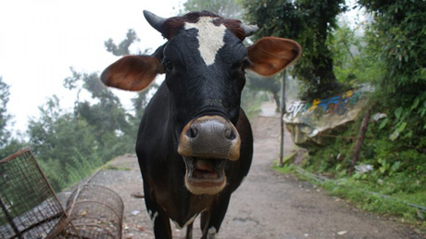 Сердобский фермер отказывается бороться с бруцеллезом коров