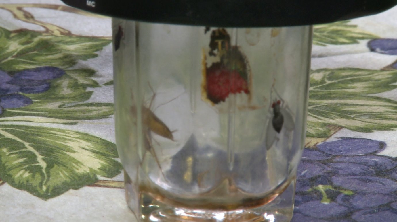 Жители дома на улице Бородина страдают от нашествия тараканов
