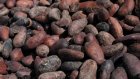 89 тонн какао-бобов ввезено в Пензенскую область в прошлом месяце