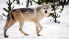 В Сердобском районе убит волк из стаи, нападавшей на скот