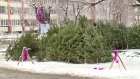 Пензенцам напомнили о запрете самостоятельно рубить елки к празднику
