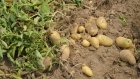В Колышлейском районе задержаны подозреваемые в краже картофеля