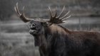 В Малосердобинском районе задержаны браконьеры, убившие лося