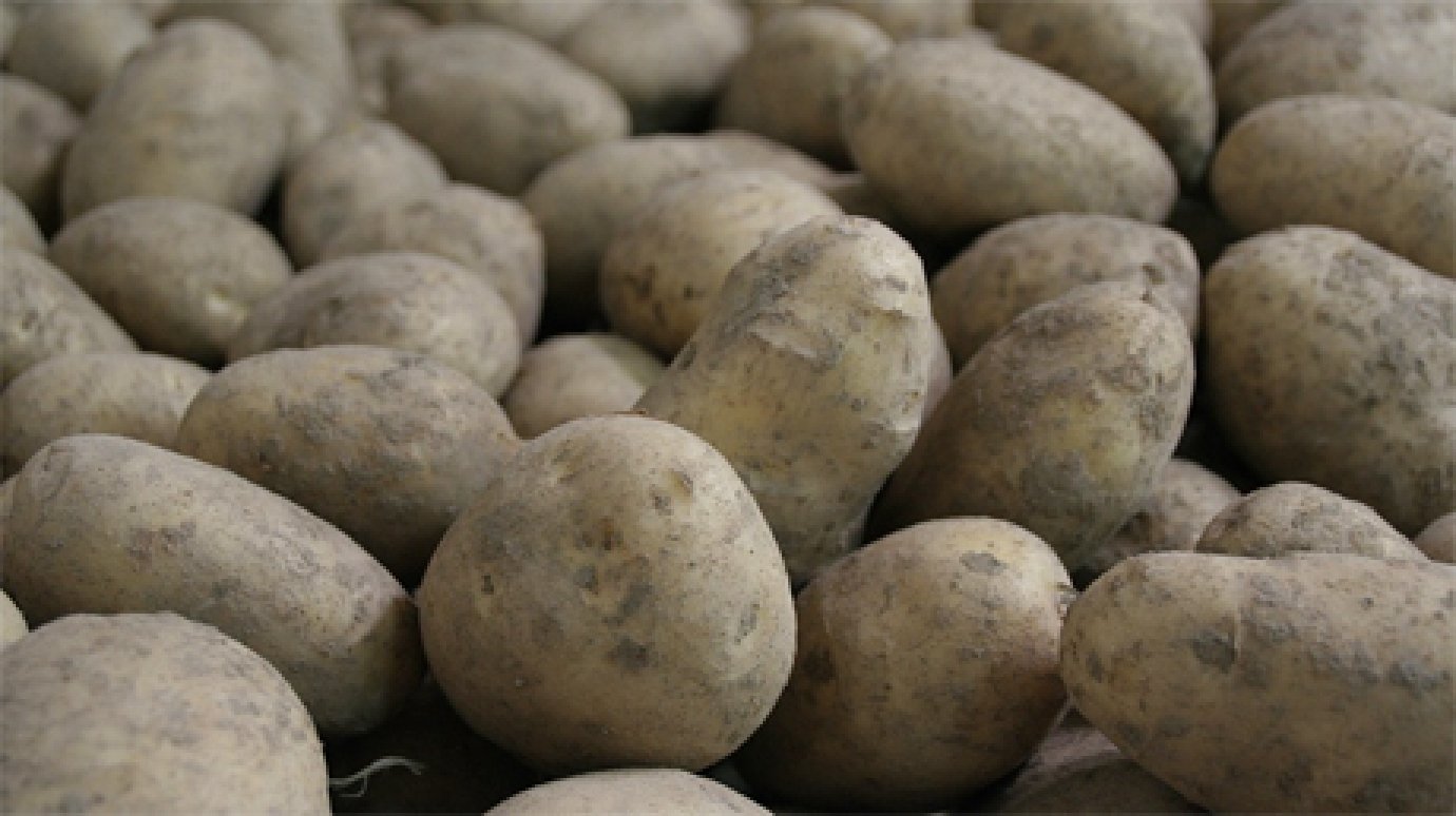В Колышлейском районе задержан похититель 64 кг картофеля