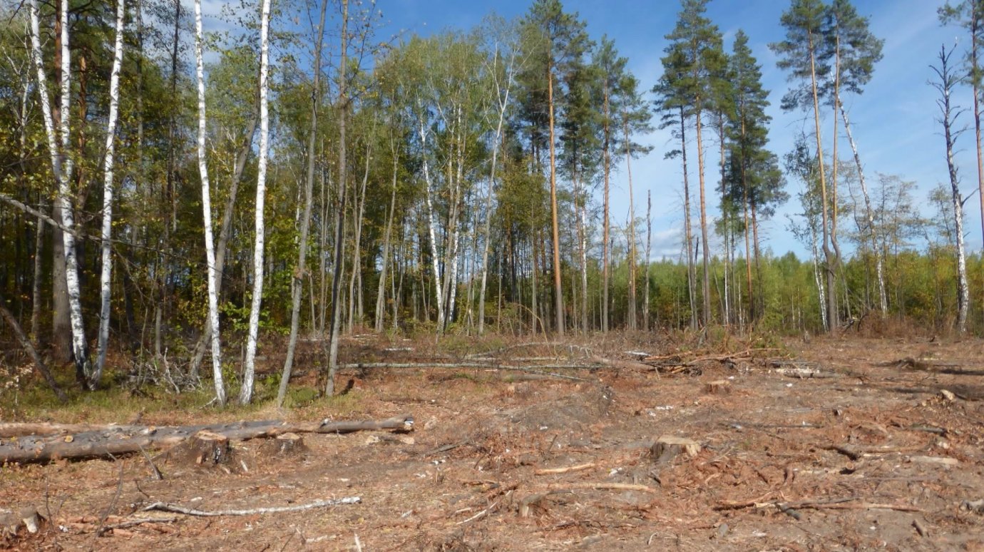 Пензенец заплатит более 1,5 млн за почти 400 срубленных деревьев