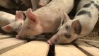 Вирус чумы свиней мог попасть в колонию через корм для животных