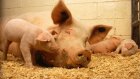 В исправительной колонии № 4 также обнаружена африканская чума свиней